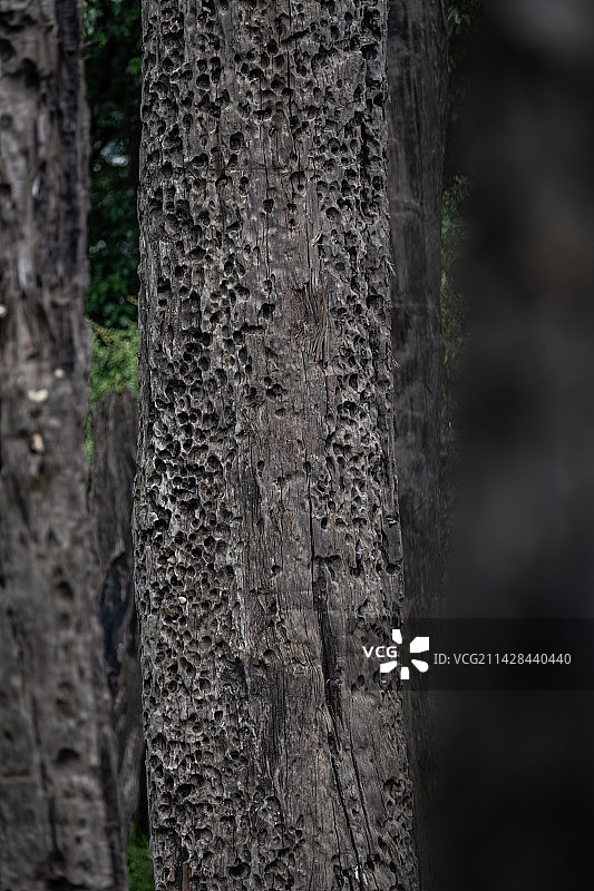 成都金沙遗址博物馆万年乌木林图片素材