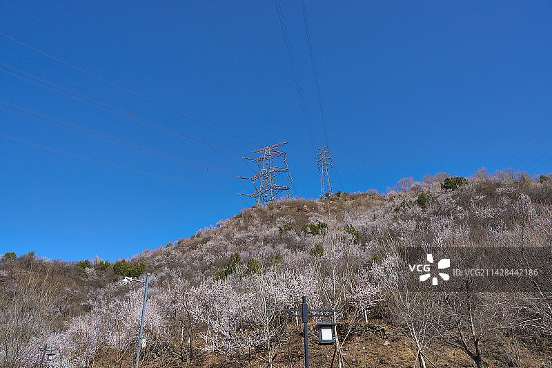 春天里的北京门头沟戒台寺郊野公园漫山遍野的山桃花开图片素材