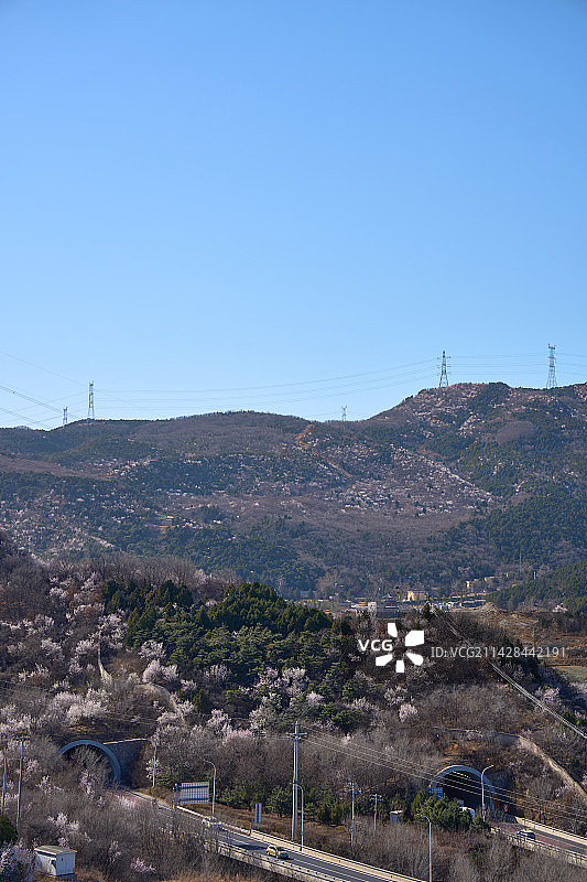 春天里的北京门头沟戒台寺郊野公园漫山遍野的山桃花开图片素材