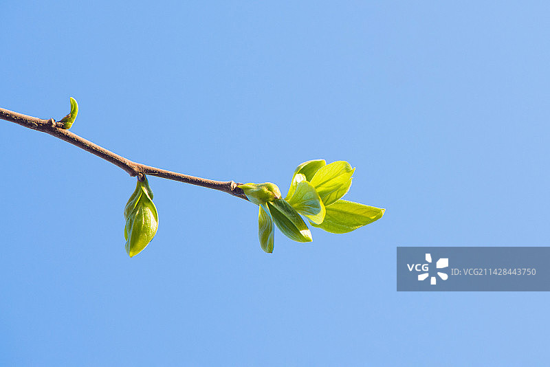 春天树木发芽图片素材