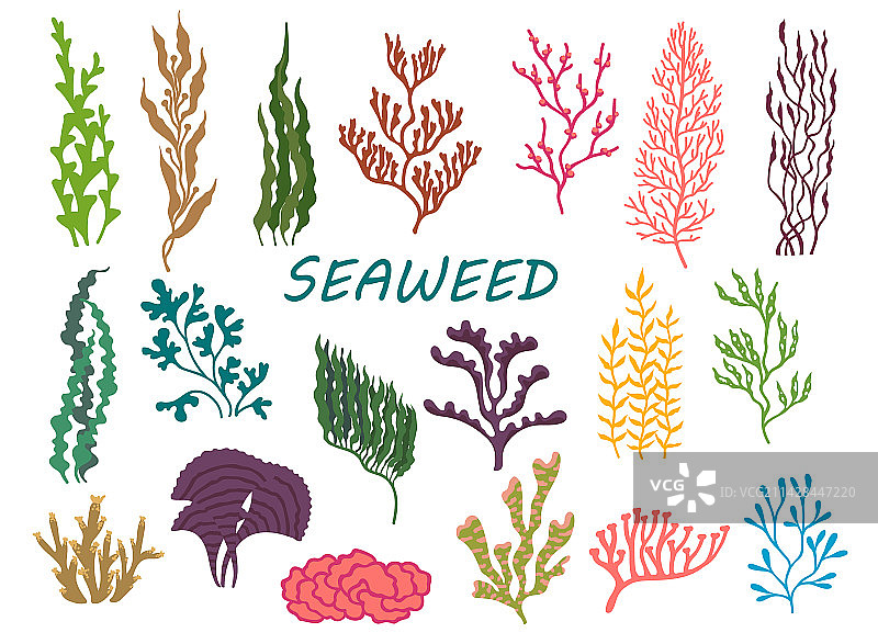水下海藻植物与海底珊瑚图片素材