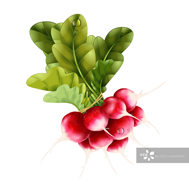 逼真的萝卜概念图片素材