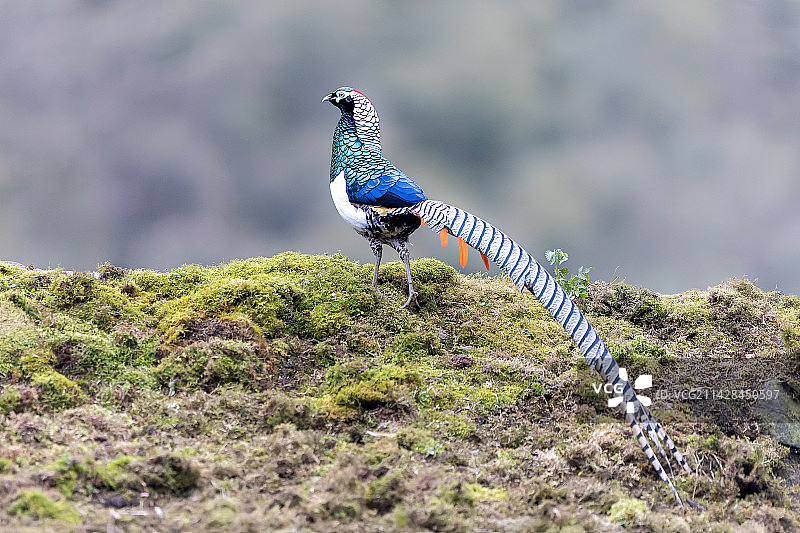 贵族身份（白腹锦鸡）图片素材