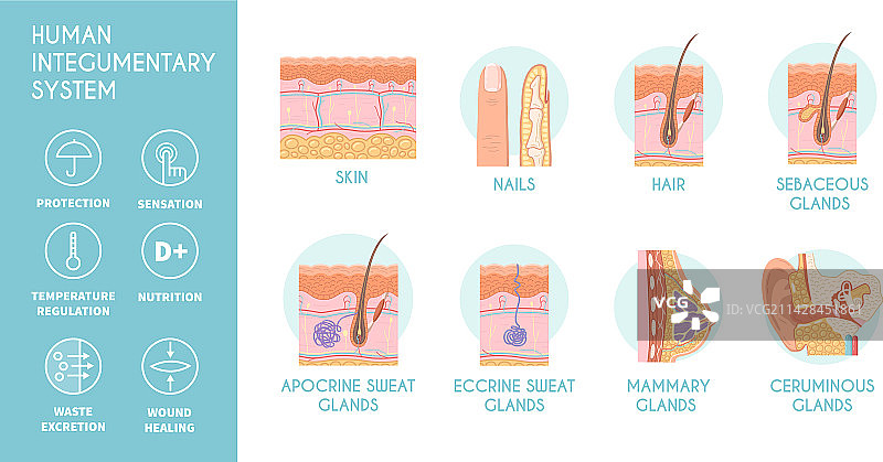 人体皮肤系统信息图表图标图片素材