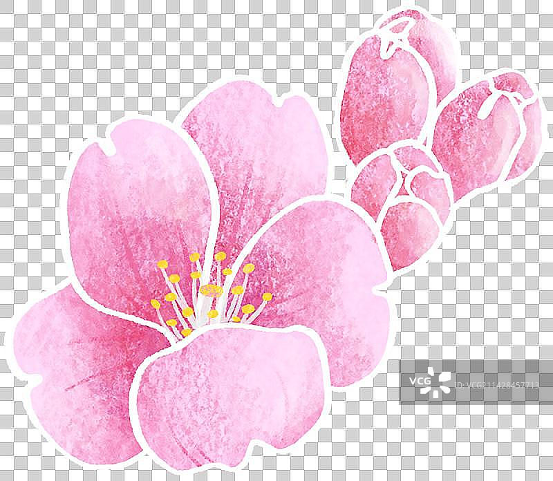 春天节气樱花植物鲜花元素图片素材