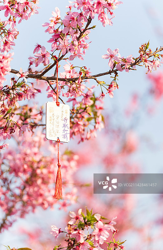 盛开的樱花和祈福牌许愿带图片素材