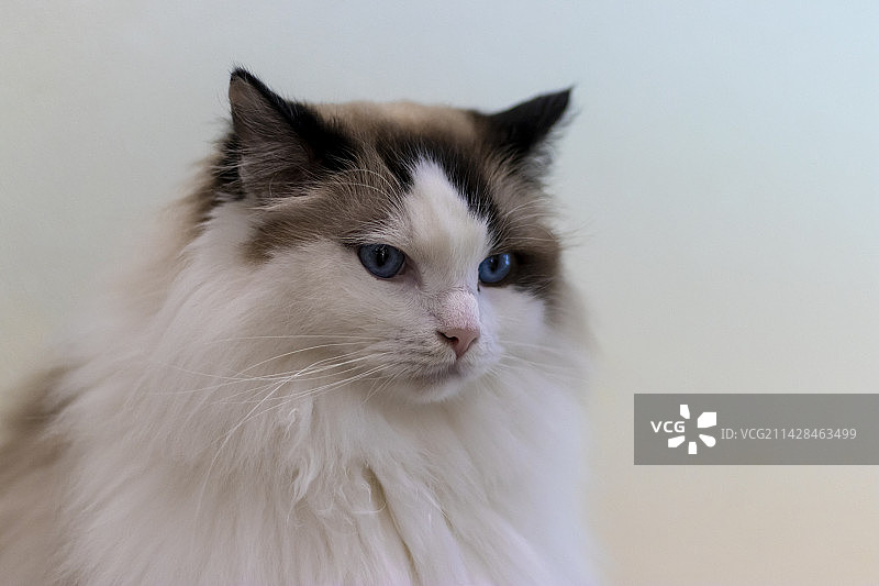 猫猫狗狗图片素材