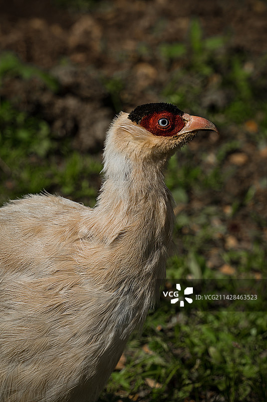 普达措的白马鸡图片素材