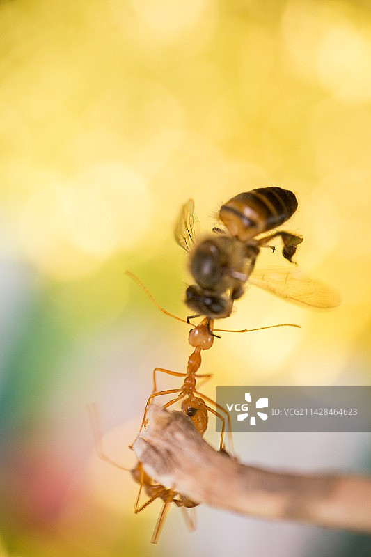 黄猄蚁图片素材