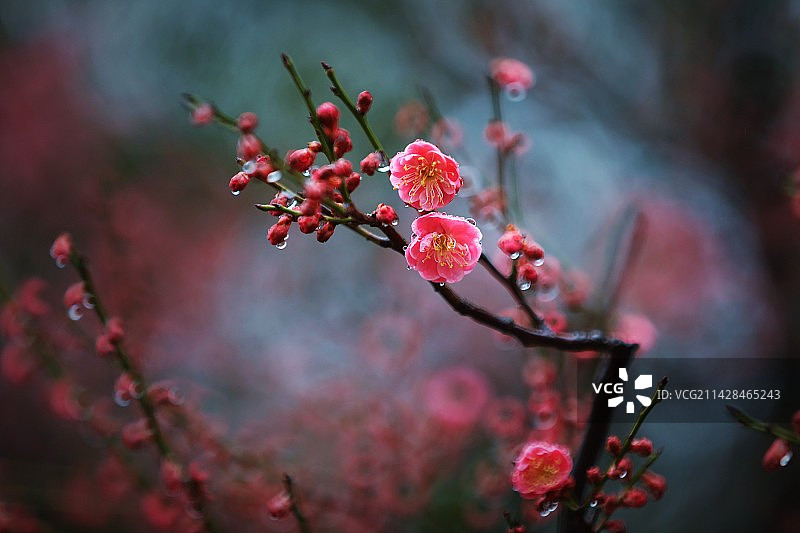 常州红梅公园图片素材