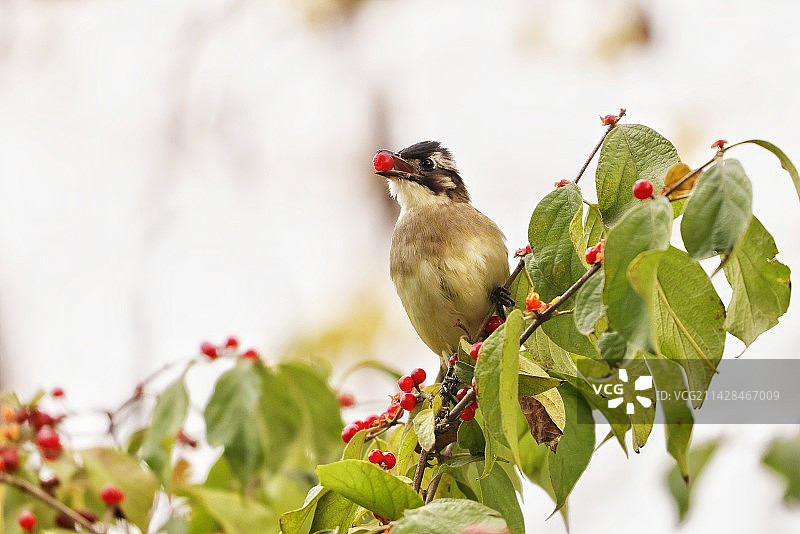 忍东果是白头鹎的最爱图片素材