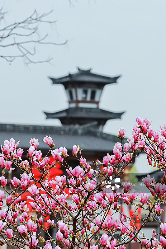 无锡三国城玉兰花图片素材