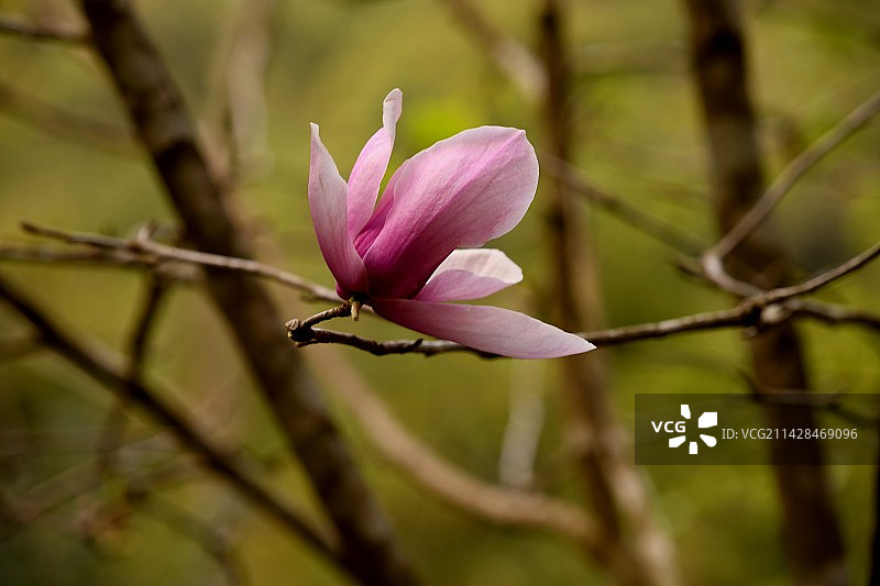 飞花令图片素材
