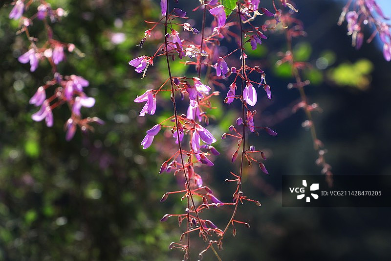 粉红色开花植物特写镜头图片素材