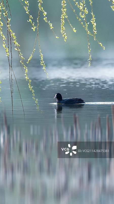 今日惊蛰图片素材
