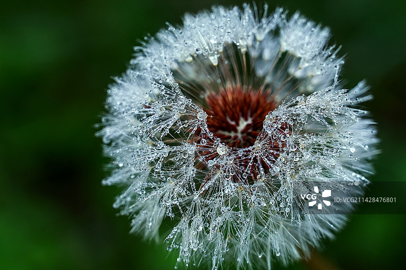 蒲公英的种子图片素材