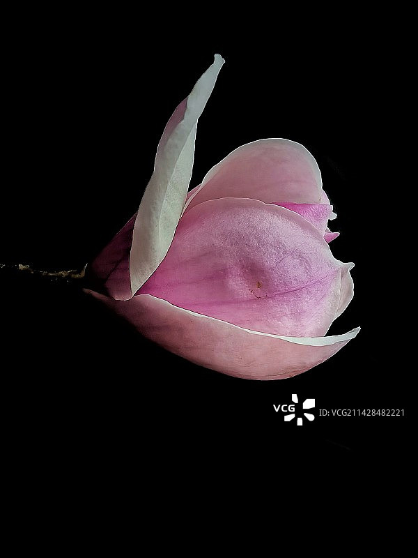 黑背景下的紫玉兰特写(手机摄)图片素材