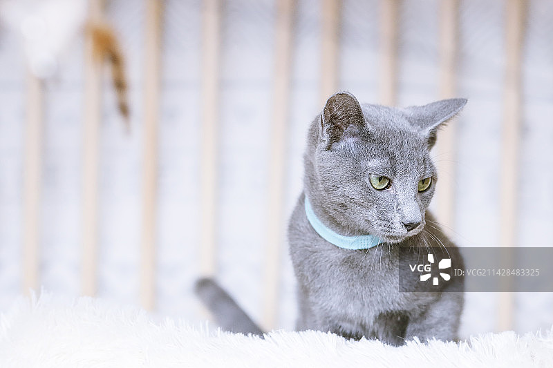 玩逗猫棒的俄罗斯蓝猫图片素材