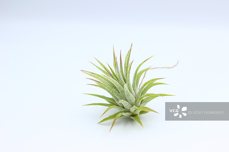 空气凤梨图片素材