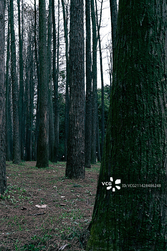 林间小道图片素材