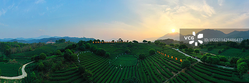 广西昭平县将军峰江口有机茶基地茶园春色图片素材