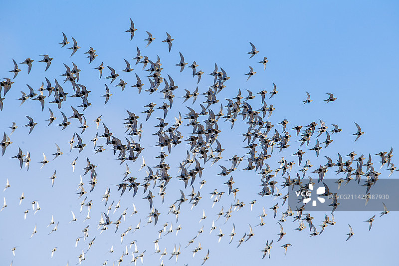 毛腿沙鸡图片素材