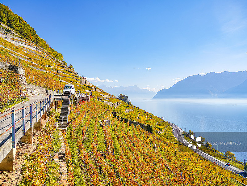 瑞士拉沃葡萄园梯田图片素材