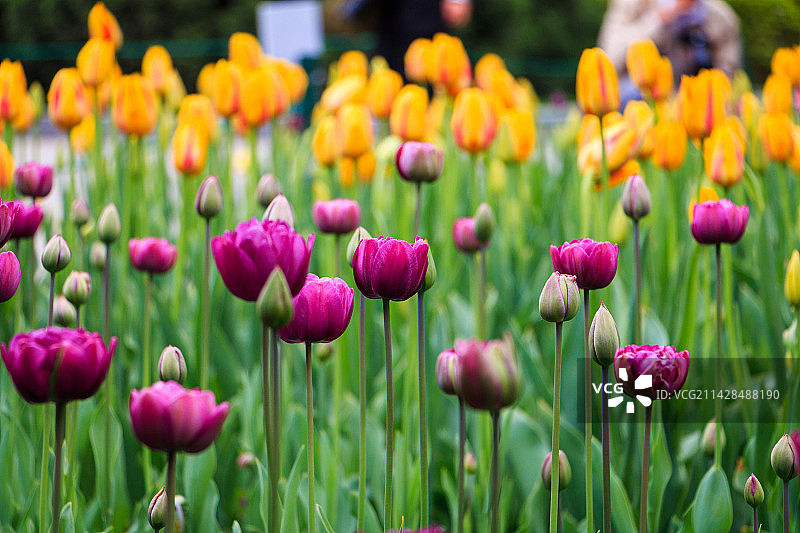 现场粉红色郁金香特写图片素材