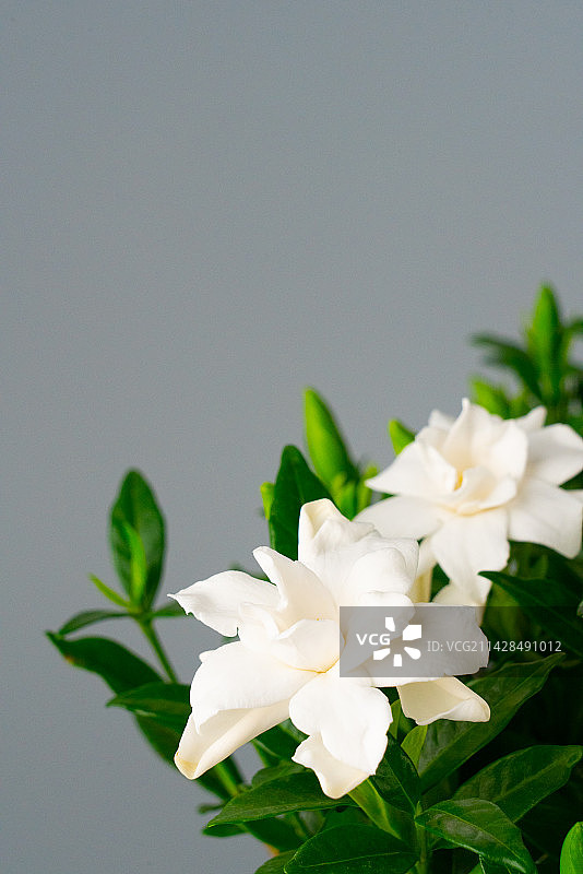 栀子花图片素材