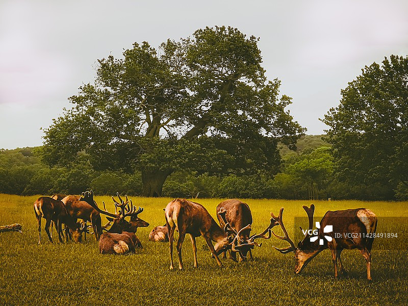 伦敦里士满公园徒步观鹿图片素材