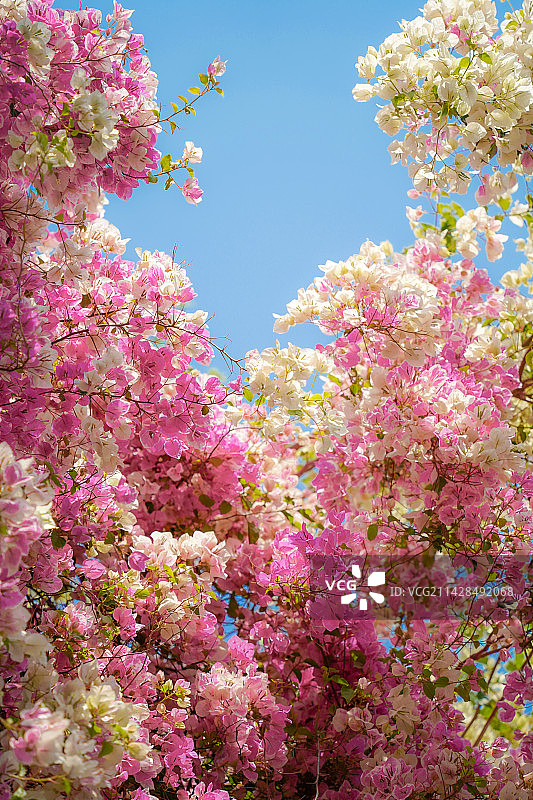 花团锦簇的三角梅图片素材