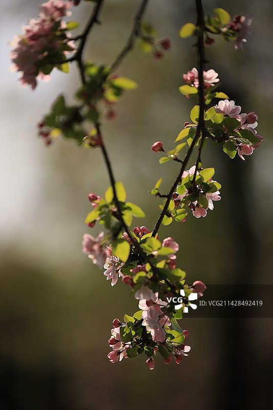 海棠花 1图片素材