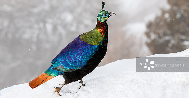 棕尾虹雉图片素材