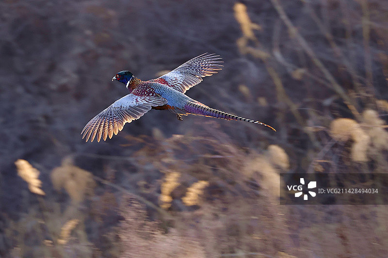 飞翔的环颈雉图片素材
