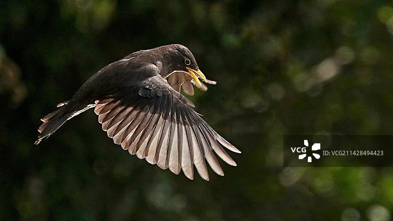 乌鸫 逆光图片素材