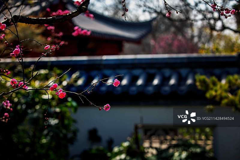 早春二月，春寒料峭图片素材