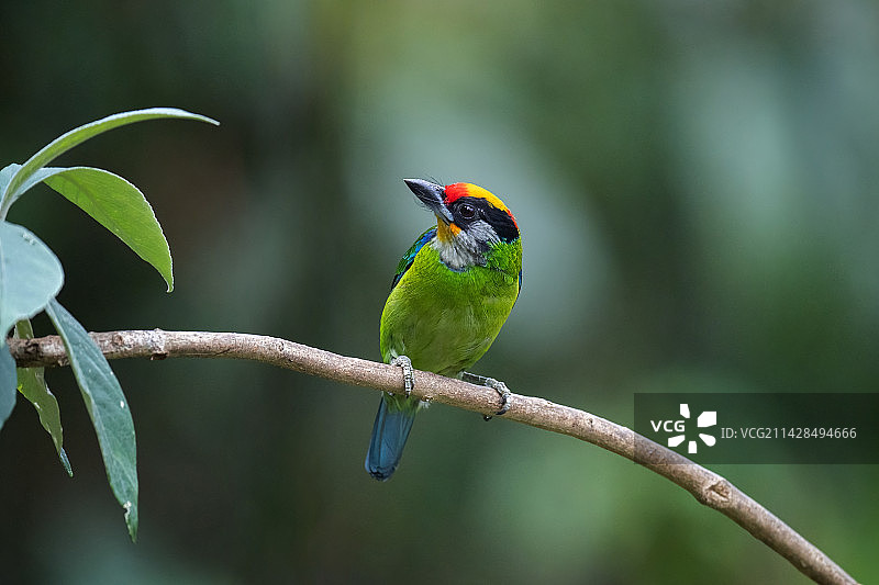 金喉拟啄木鸟图片素材