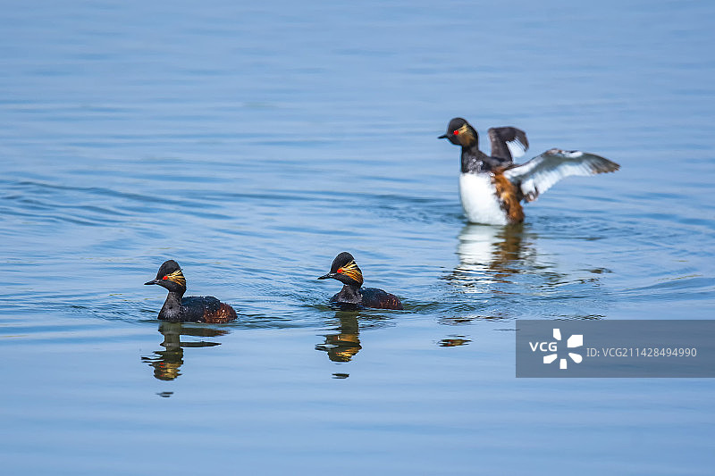 黑颈䴙䴘图片素材