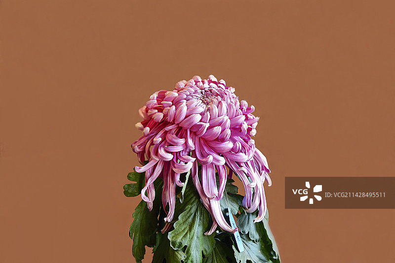 秋菊 CHRYSANTHEMUM（品种名：神武）图片素材