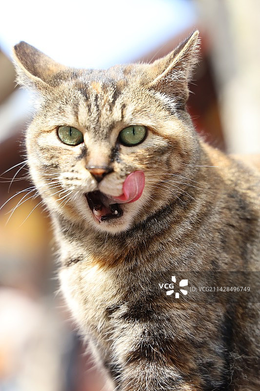 舔舔嘴图片素材