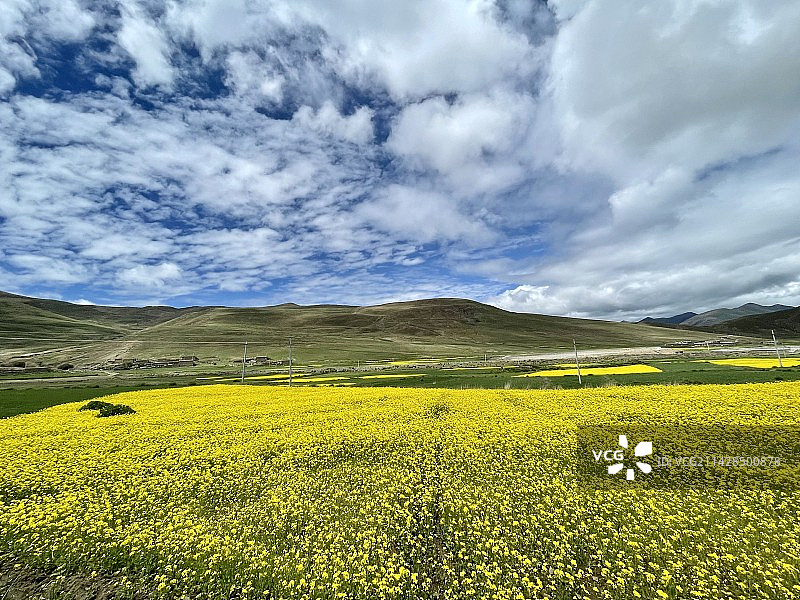西藏油菜田风景图片素材