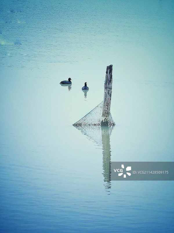 湖中鸭子的高角度视图图片素材