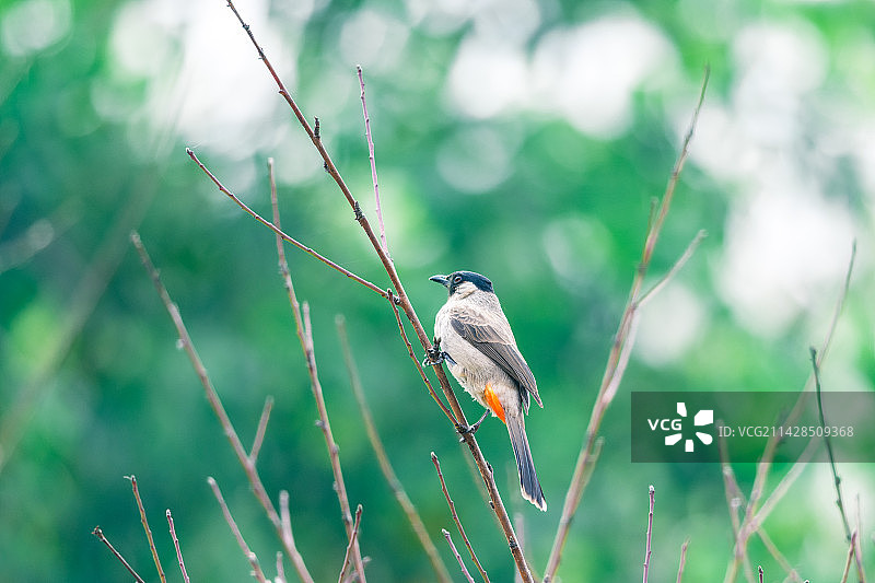 白喉红臀鹎图片素材