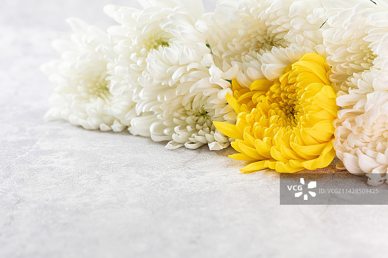 漂亮的菊花图片素材