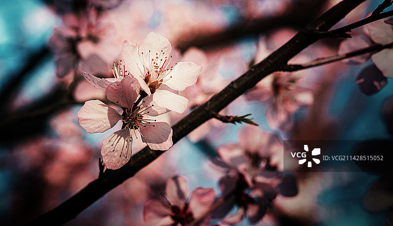 三月桃花开-2图片素材