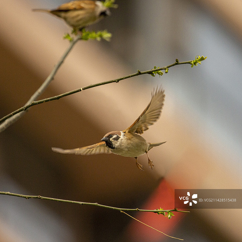 麻雀•飞行图片素材