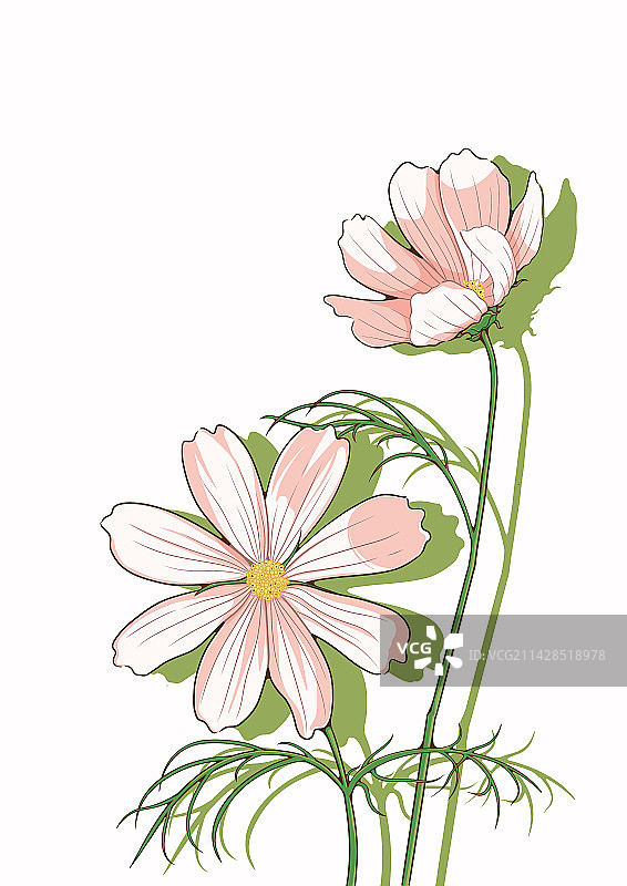 植物花波斯菊图片素材