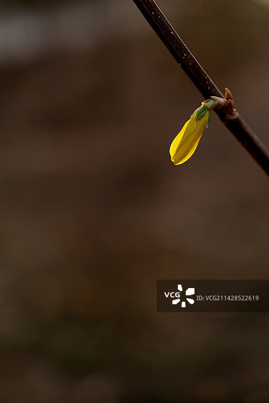 春天迎春花盛开黄色美丽漂亮图片素材