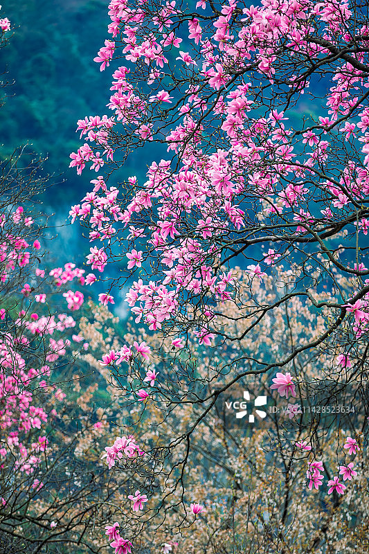 北川九皇山辛夷花盛开图片素材