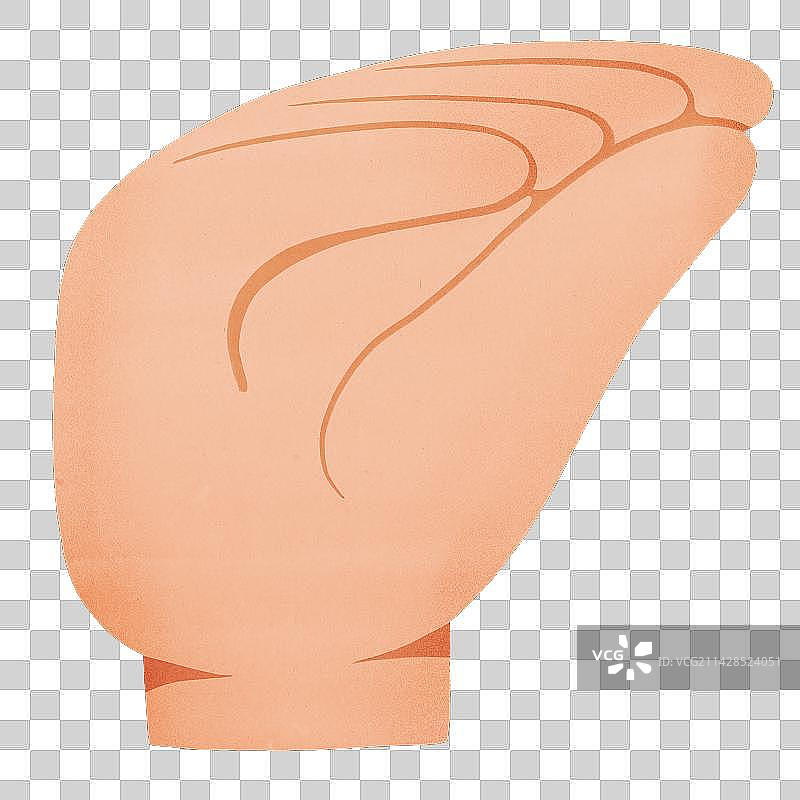 手绘汉语手指字母CH图片素材